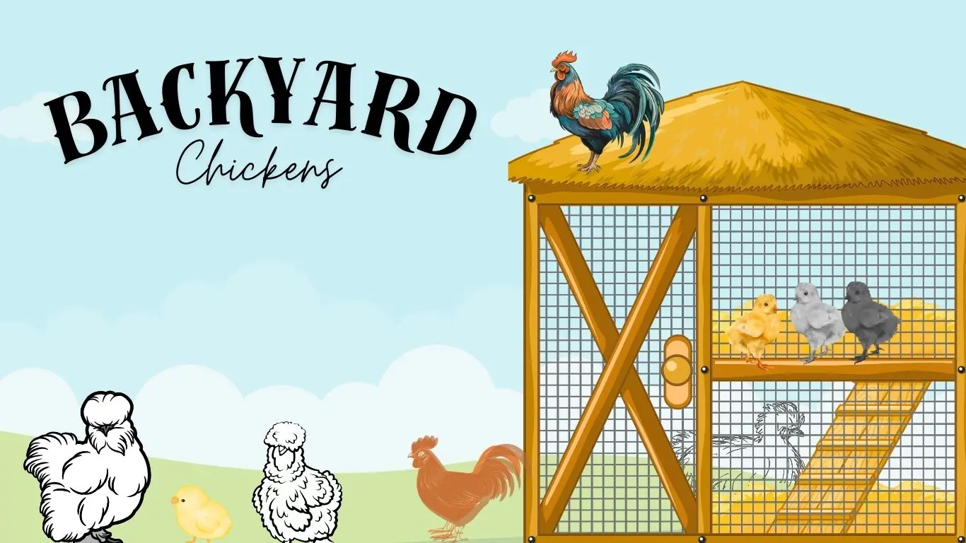 Backyard chickens raising baby chicks