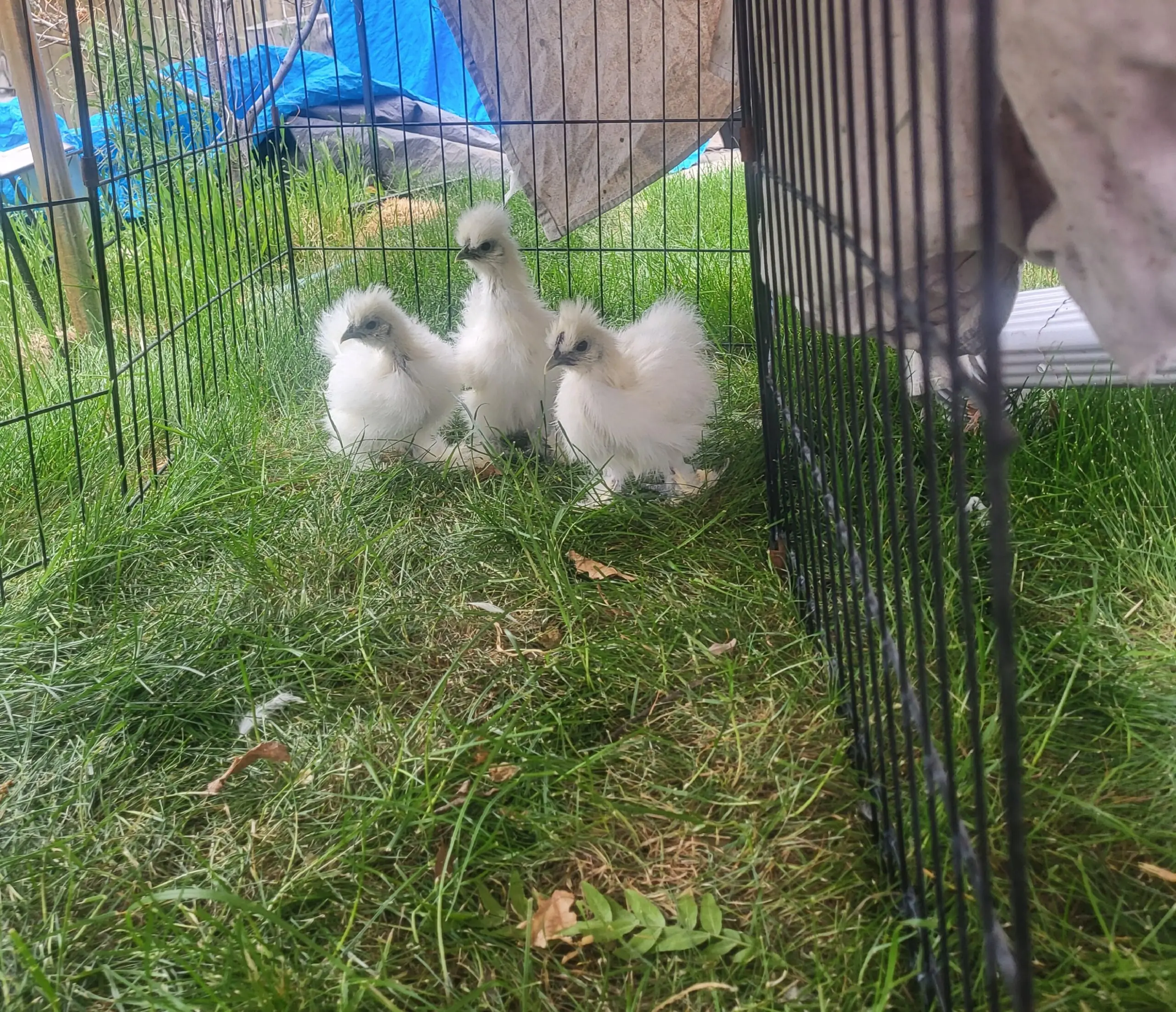 Happy Silky Chickens