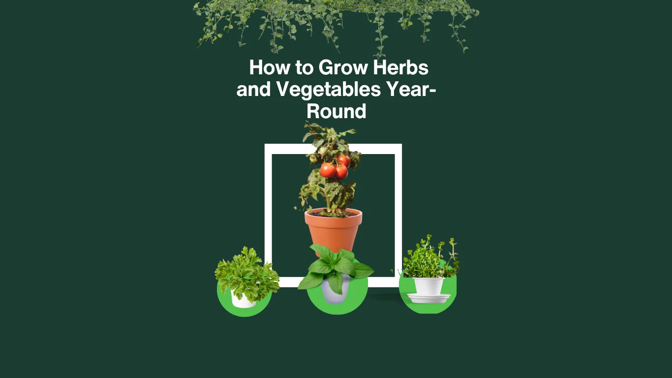 Indoor Planting Guide